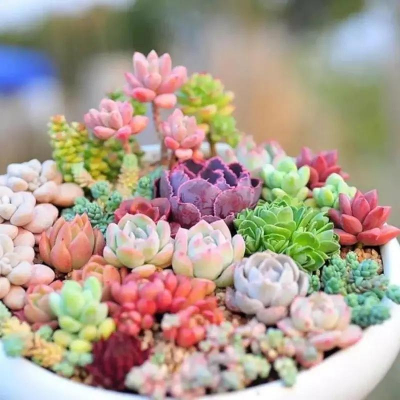 100 Rare Mixed sparse plant seeds - Beautiful and colorful indoor and outdoor garden collection - Planting Guide Easy to plant - Excellent gardening gift