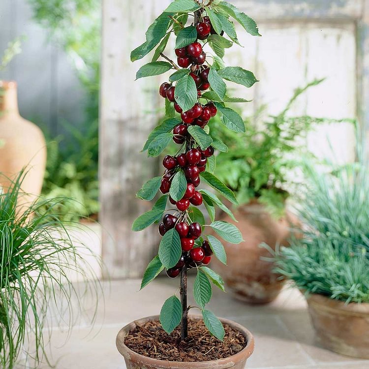 Ruby Cherry Seeds