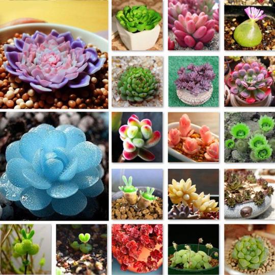 100 Rare Mixed sparse plant seeds - Beautiful and colorful indoor and outdoor garden collection - Planting Guide Easy to plant - Excellent gardening gift
