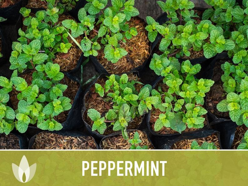Peppermint Seeds - Heirloom Seeds, Medicinal Herb Seeds, Culinary Herb Seeds, Open Pollinated, Non-GMO