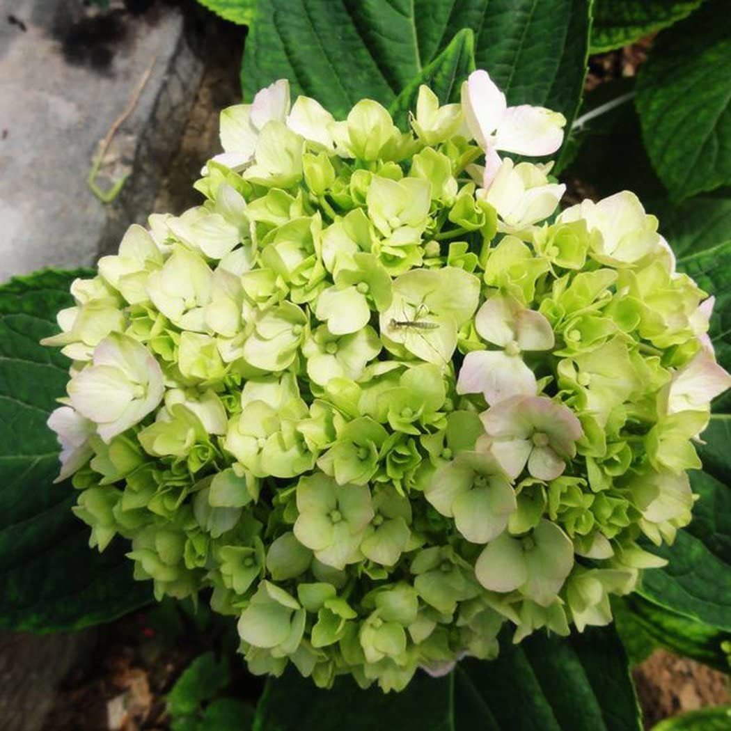 Hydrangea Seed Bonsai Flower Seeds Hydrangea Perennial Garden Home