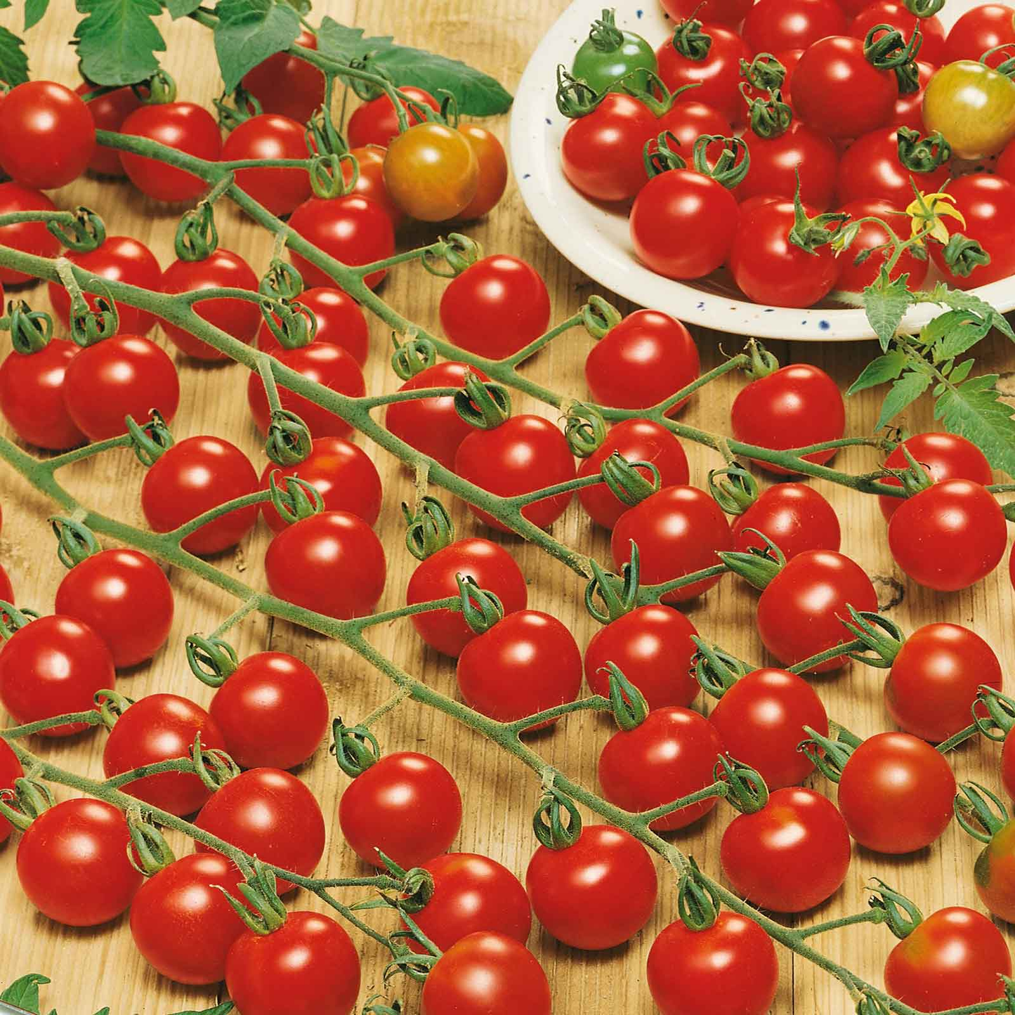 Waterfall Tomato Seeds