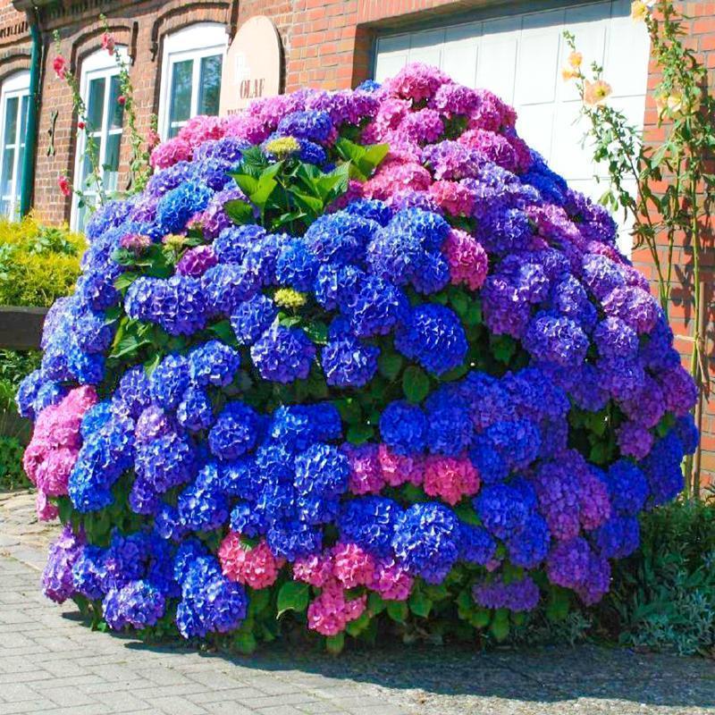 Hydrangea Seed Bonsai Flower Seeds Hydrangea Perennial Garden Home