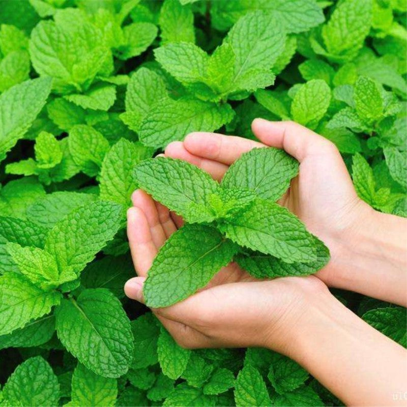 Peppermint Seeds - Heirloom Seeds, Medicinal Herb Seeds, Culinary Herb Seeds, Open Pollinated, Non-GMO