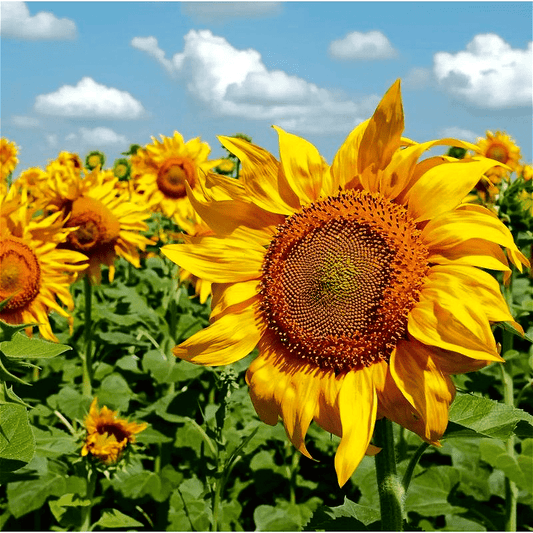 100pcs easy-to-cultivate sunflowers