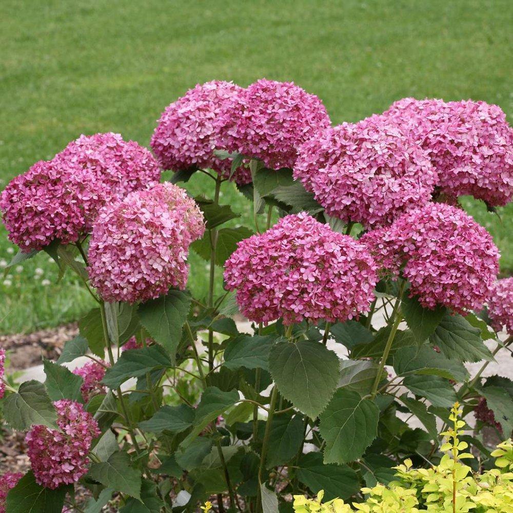 Hydrangea Seed Bonsai Flower Seeds Hydrangea Perennial Garden Home