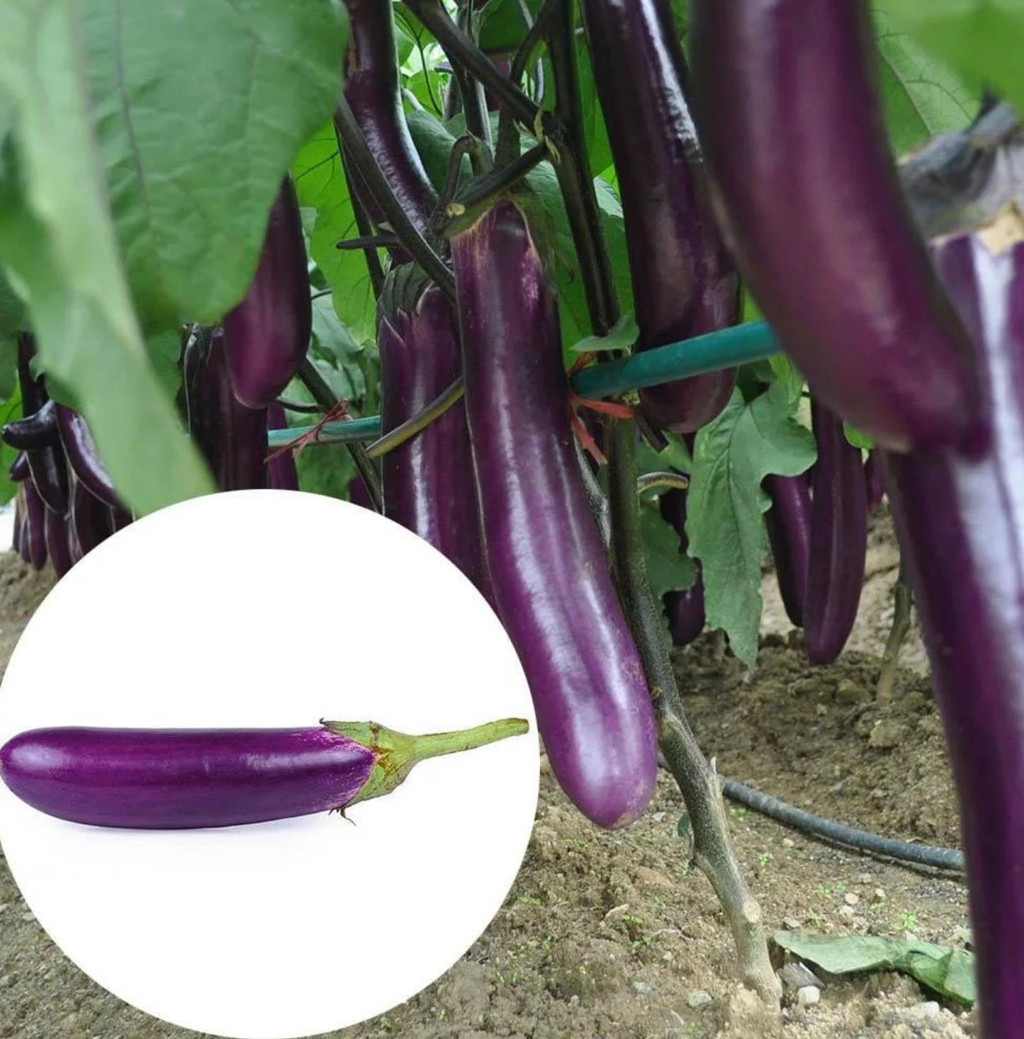 100 eggplant seeds, suitable for winter planting