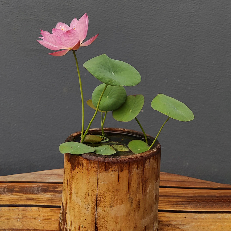 10 Seeds Lotus Flower Seeds Nelumbo Nucifera Sacred Lotus Lily Mixed Colors Pink White Colorful and Striking Water Plant Fragrant Low-Maintenance