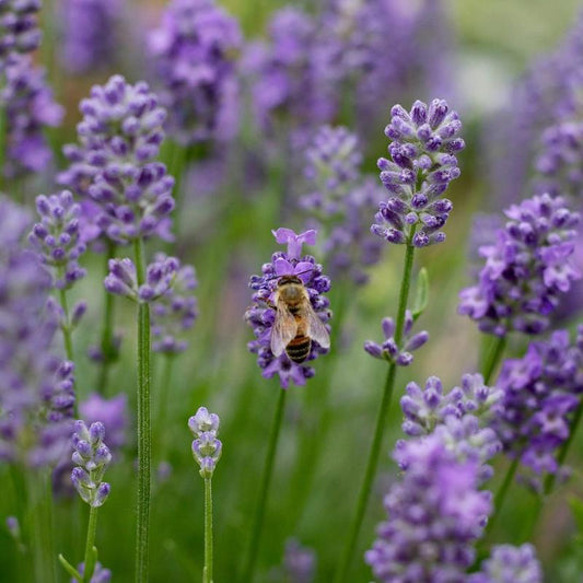 Lavender flower seeds planted with over 100 high-quality seeds - attracting pollinators - non genetically modified