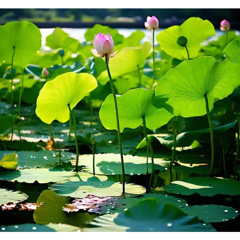 10 Seeds Lotus Flower Seeds Nelumbo Nucifera Sacred Lotus Lily Mixed Colors Pink White Colorful and Striking Water Plant Fragrant Low-Maintenance
