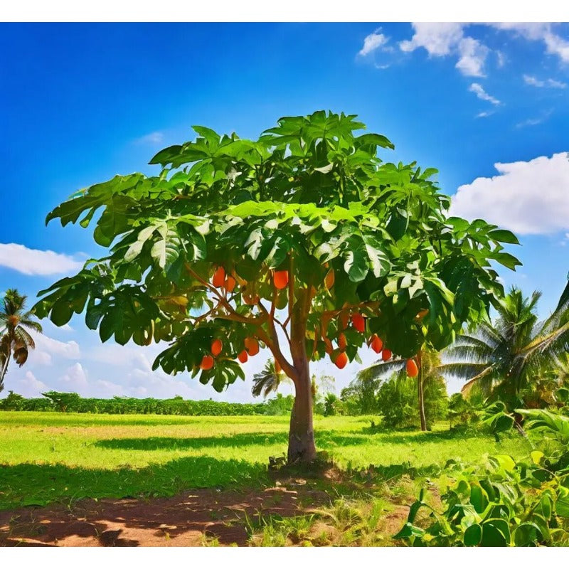 Red Heart Creamy Papaya Seeds