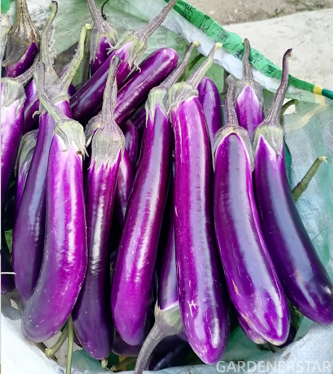 100 eggplant seeds, suitable for winter planting