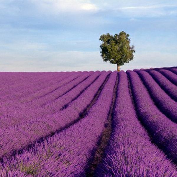 200Pcs Lavender Seeds Fragrant Organic Flower Seeds Home Garden Bonsai Plant