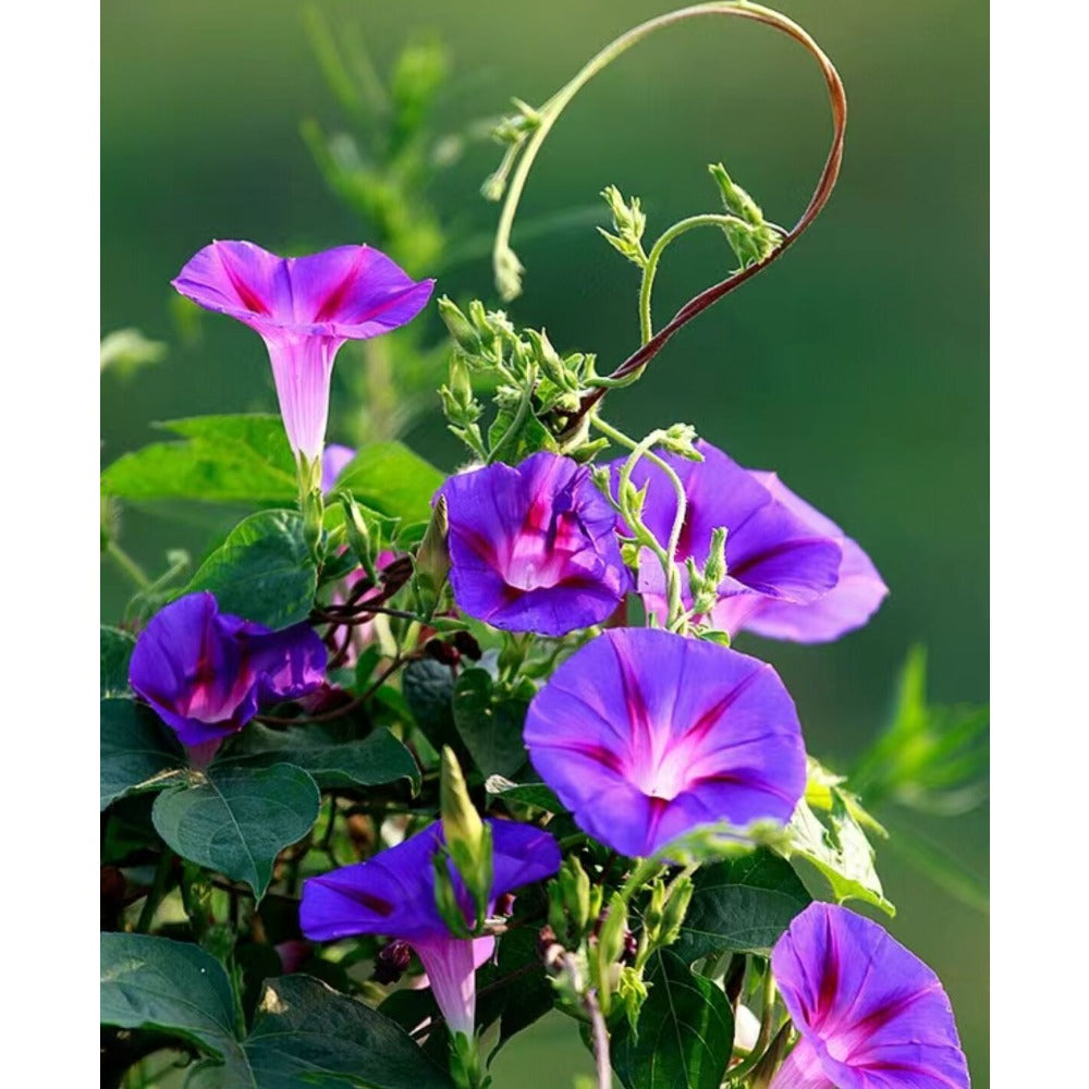 Rare Petunia Flower Seeds Wave Violet Petunias - Pelleted Flower Seed- Hanging Basket Flowers - Hybrid Non-GMO Seeds for Planting