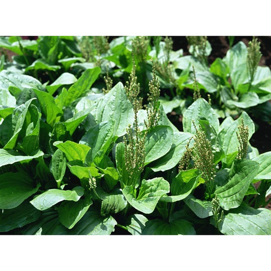 100 Seeds of Plantago: Enhance Your Life with Natural Wellness