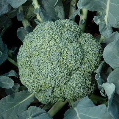 Broccoli Emerald Crown F1