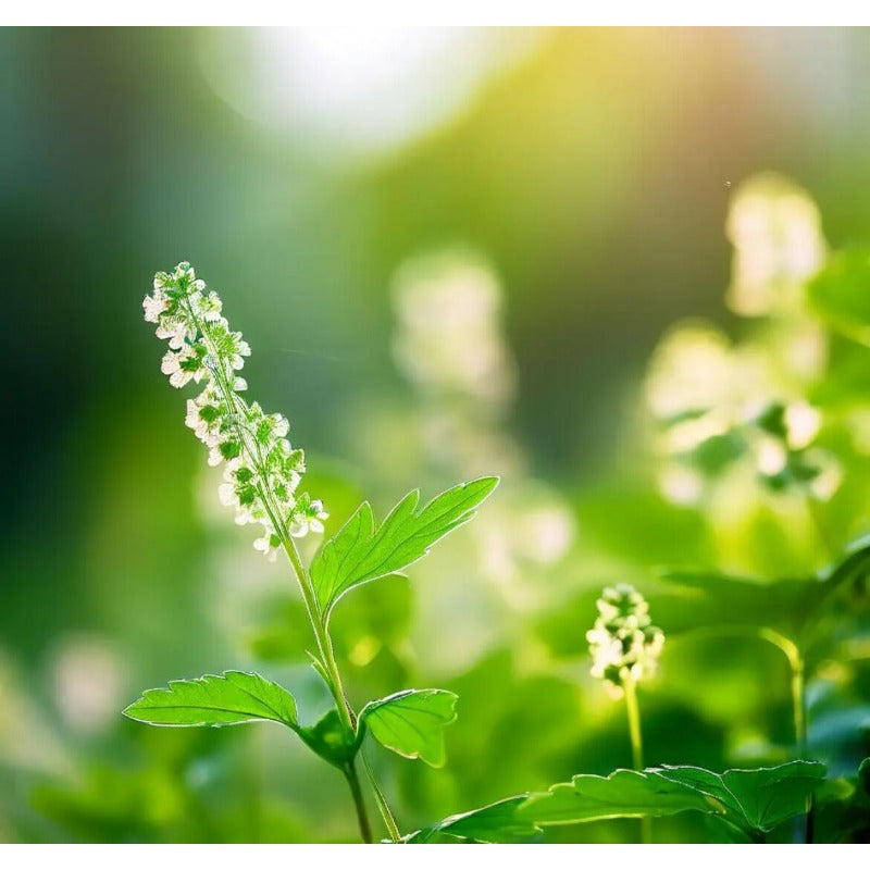 Verbena Seeds for Planting - Non-GMO Heirloom Seeds - Creeping Perennial Wildflower and Ground Cover