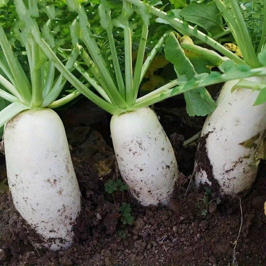 Heat-resistant white radish seeds White jade radish early maturity, heat resistance, disease resistance, high yield, white radish, high temperature heat-resistant vegetables