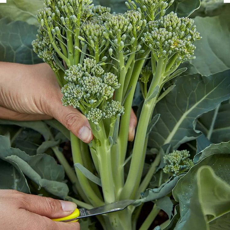 Broccoli Seeds (Organic) - Aspabroc F1