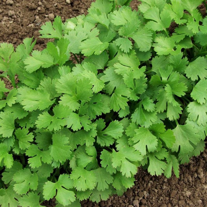 Leisure Cilantro Seeds - Coriander Seeds, Heirloom Seeds, Slow-Bolting, Culinary Herb Seeds, Medicinal Herb, Open Pollinated, Non-GMO