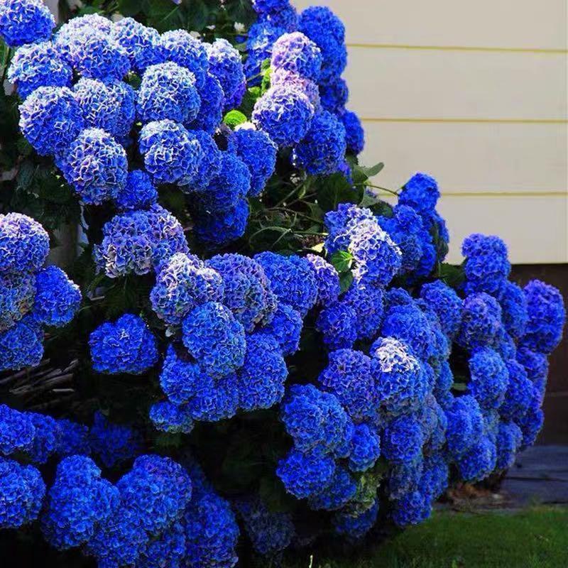 Hydrangea Seed Bonsai Flower Seeds Hydrangea Perennial Garden Home