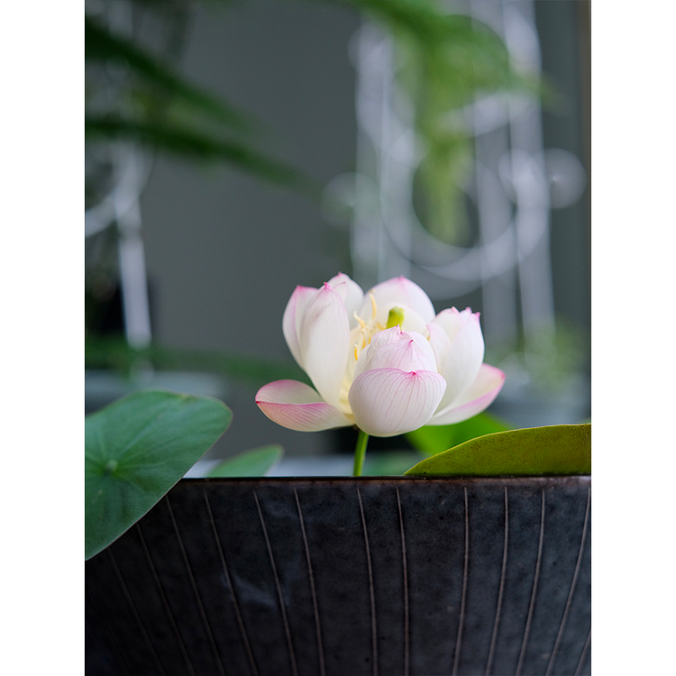 10 Seeds Lotus Flower Seeds Nelumbo Nucifera Sacred Lotus Lily Mixed Colors Pink White Colorful and Striking Water Plant Fragrant Low-Maintenance