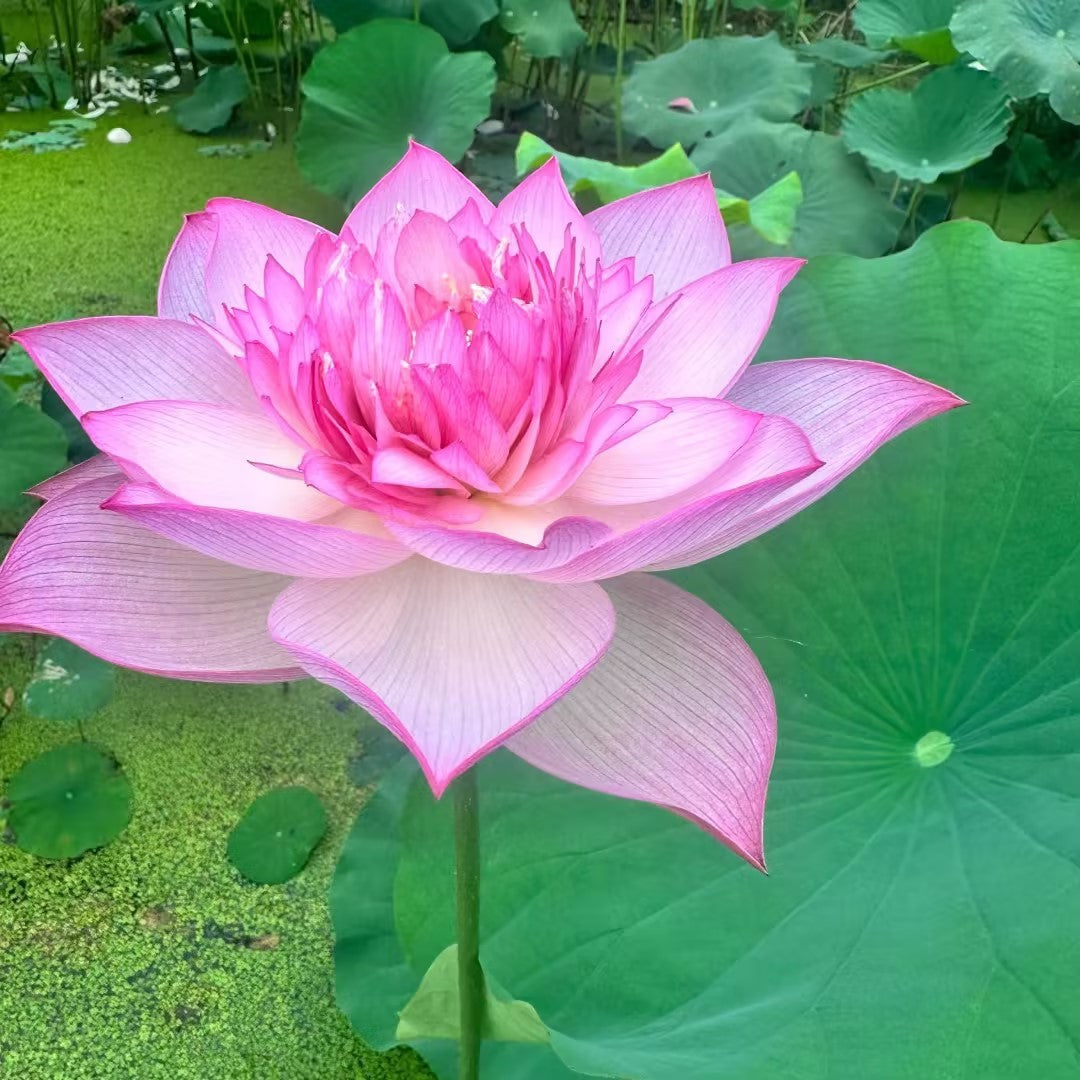 Rare Thousand-petal Lotus