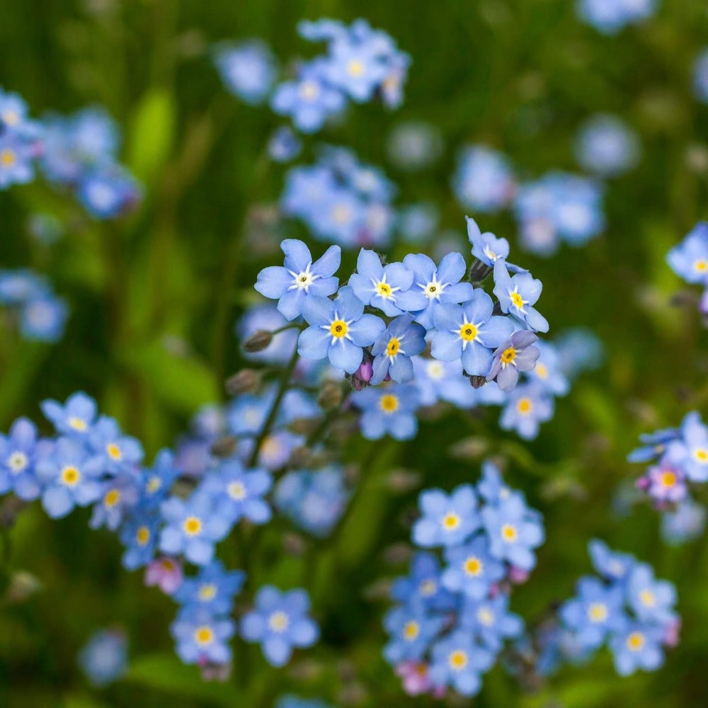 100 forget-me-not purple flower seeds represent the flower of love