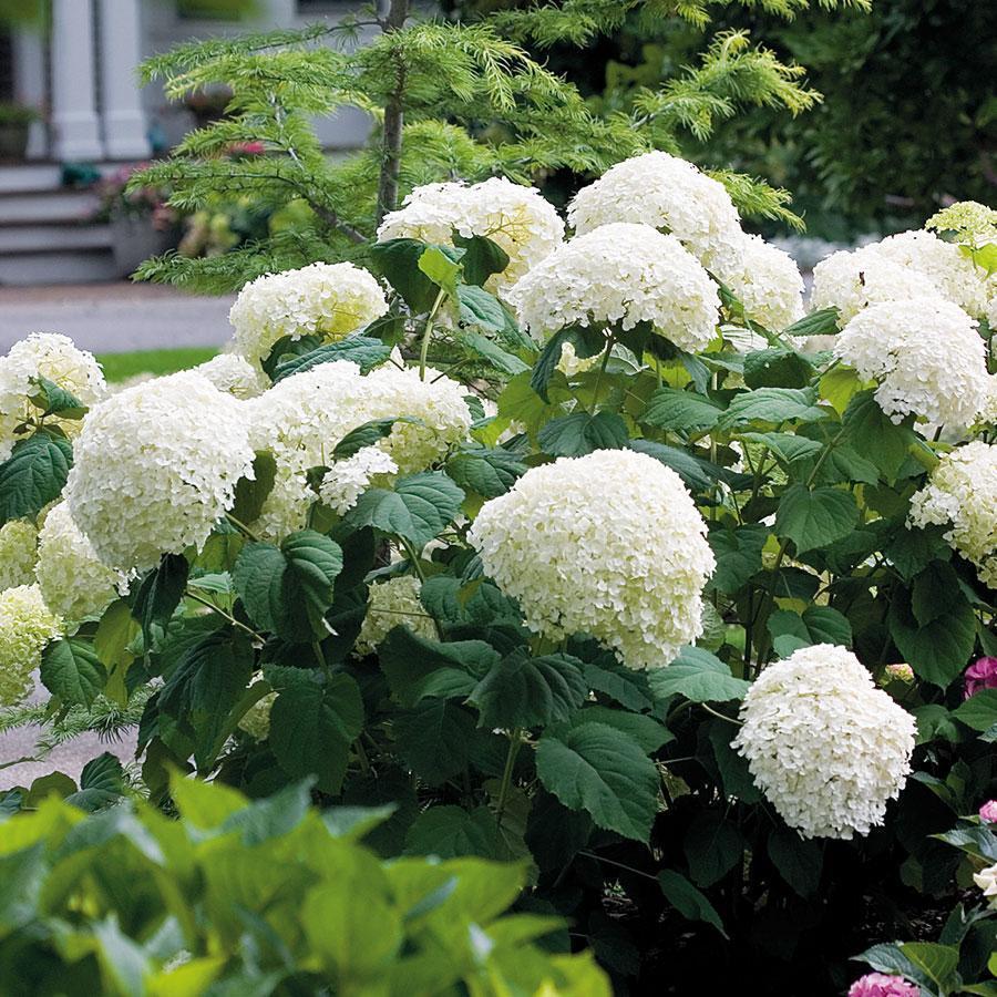 Hydrangea Seed Bonsai Flower Seeds Hydrangea Perennial Garden Home