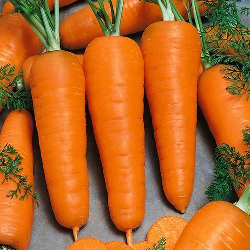 Carrot Seeds for Planting Indoor Outdoor