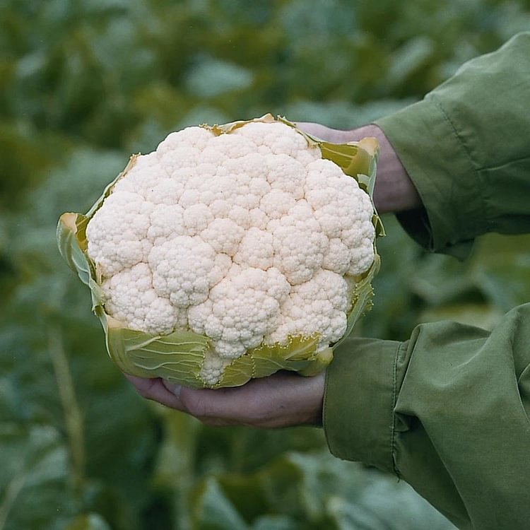 Cauliflower Absolute F1