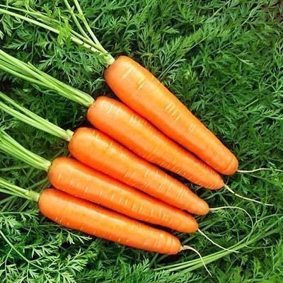 Carrot Nantindo F1