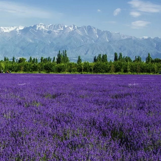 Lavender Seeds Purple Blooming