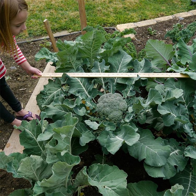 Broccoli Emerald Crown F1