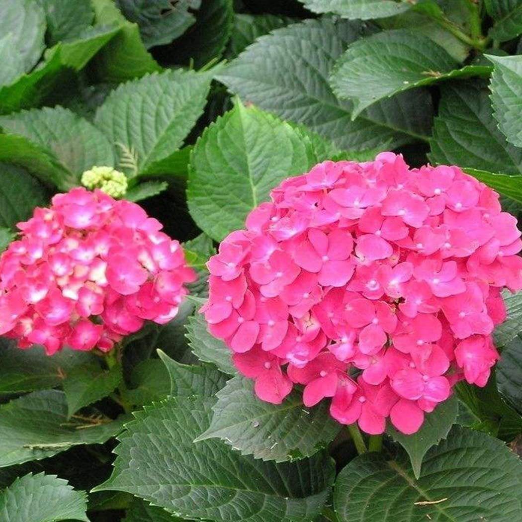 Hydrangea Seed Bonsai Flower Seeds Hydrangea Perennial Garden Home