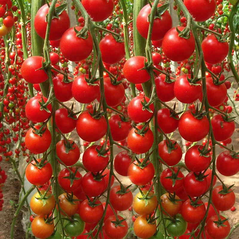 Waterfall Tomato Seeds