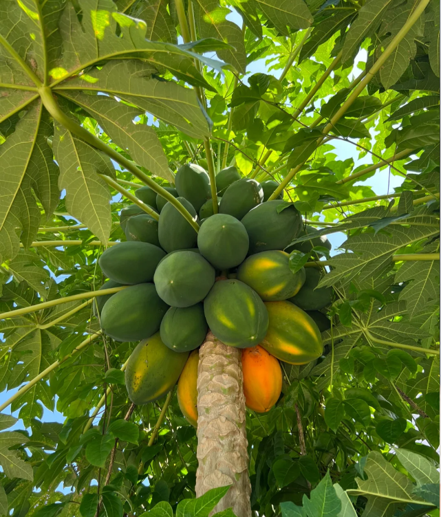 Red Heart Creamy Papaya Seeds