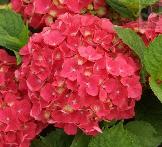 Hydrangea Seed Bonsai Flower Seeds Hydrangea Perennial Garden Home