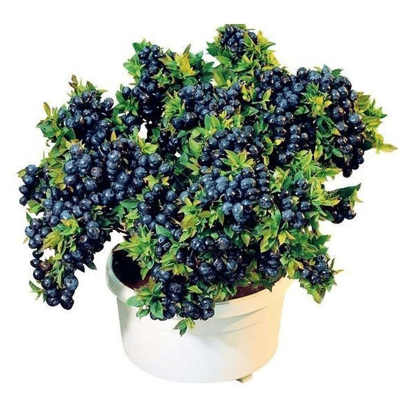 Giant Blueberry Fruit Seeds (20 Seeds a Pack)