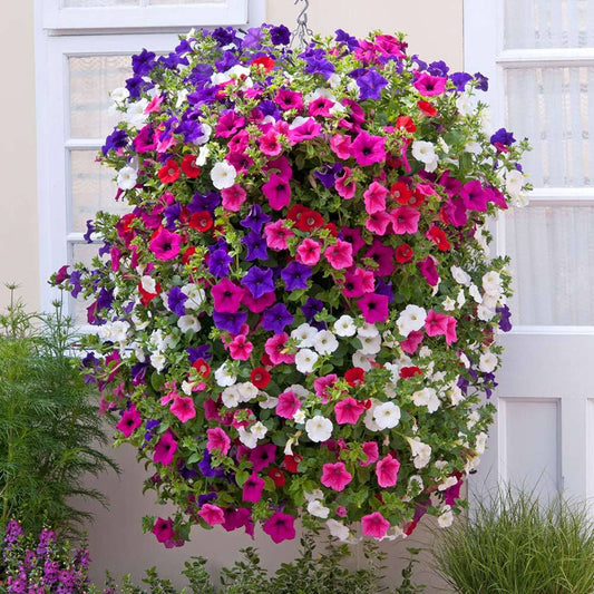 Morning Glory - Hanging Petunia Seeds Mixed Color