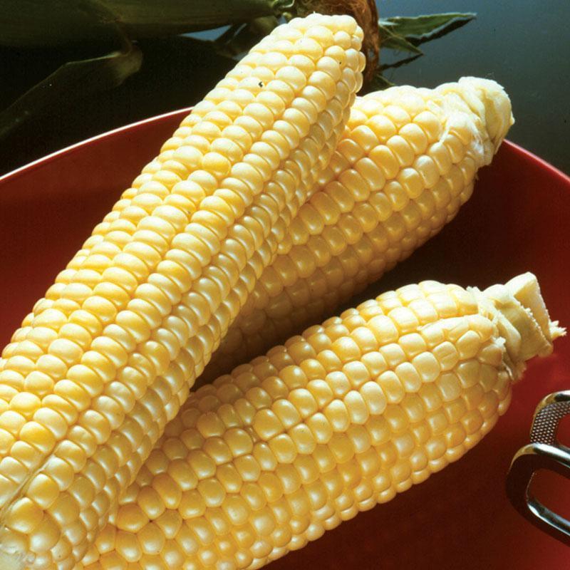 Butterscotch corn seeds 10 seeds