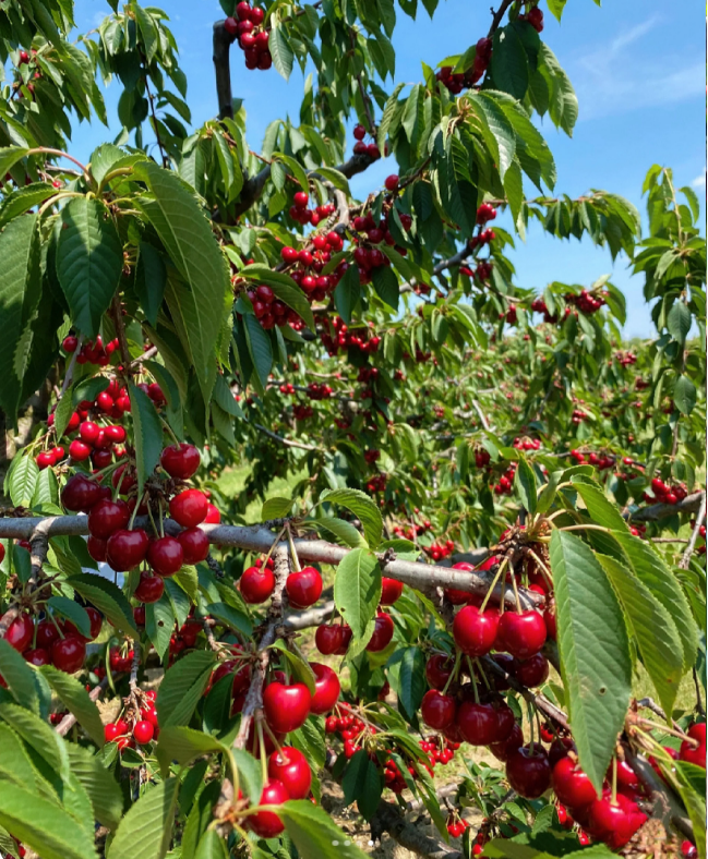 Ruby Cherry Seeds