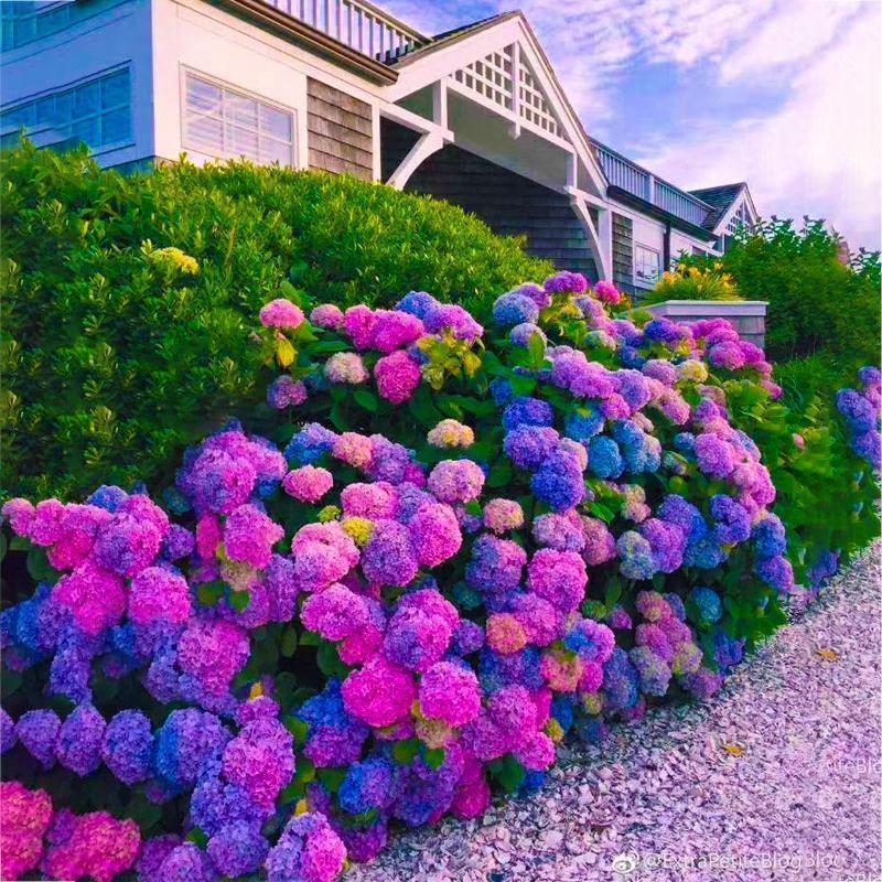 Hydrangea Seed Bonsai Flower Seeds Hydrangea Perennial Garden Home