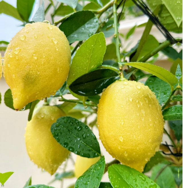 🍋Perfume Lemon Seeds