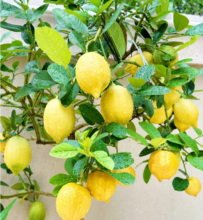 🍋Perfume Lemon Seeds