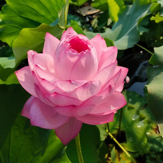 Rare Thousand-petal Lotus