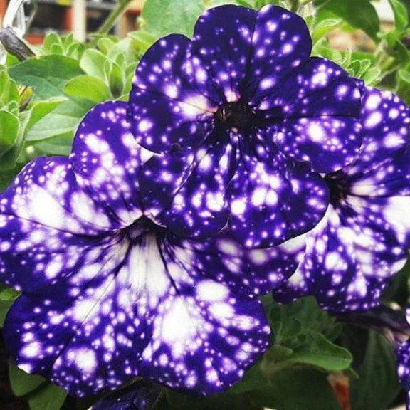 Rare Petunia Flower Seeds Wave Violet Petunias - Pelleted Flower Seed- Hanging Basket Flowers - Hybrid Non-GMO Seeds for Planting