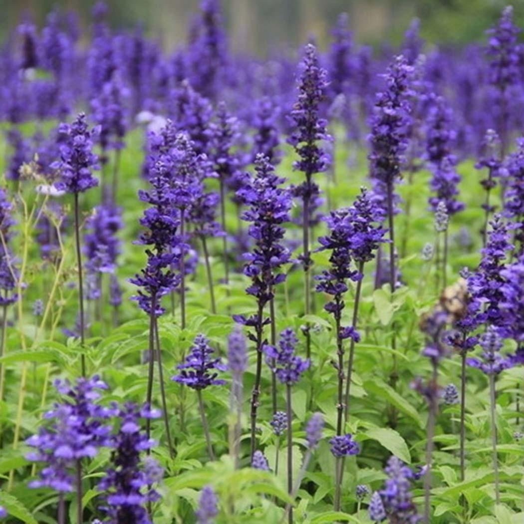 200Pcs Lavender Seeds Fragrant Organic Flower Seeds Home Garden Bonsai Plant