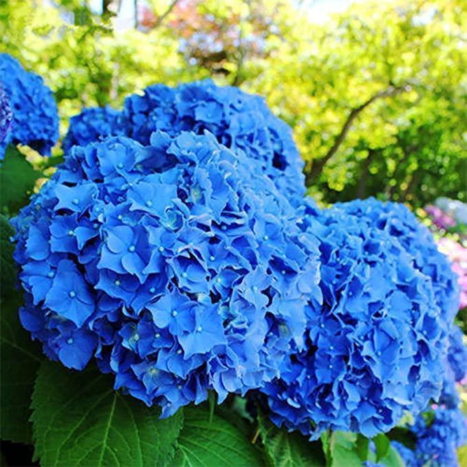 Hydrangea Seed Bonsai Flower Seeds Hydrangea Perennial Garden Home