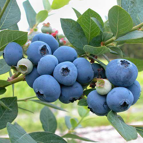 Honeyberry Blueberry Seeds for Planting Blue Honeyberry Haskap Plants,Sweet Honeyberry Blueberry Haskap Starter Plant Seeds, Haskap Berry Honeyberry Bush for Planting Outdoor Garden